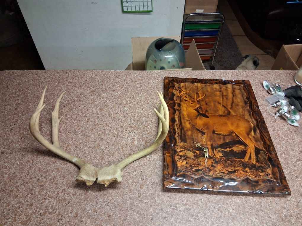 Deer mounted on wood polyurethane clock and antlers.