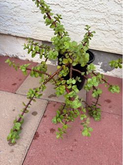 Elephant Bush Suculent