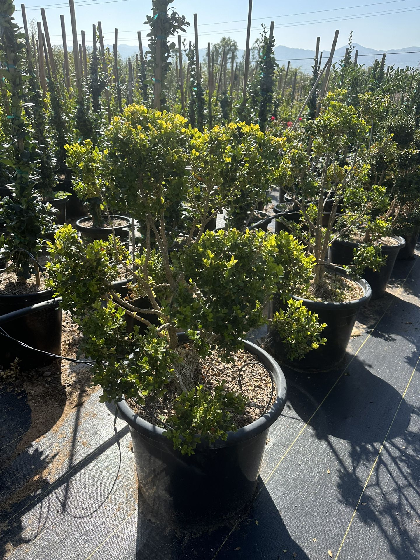 Japanese boxwood topiary bonsai 