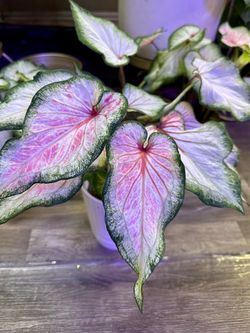 Rare Caladium plant