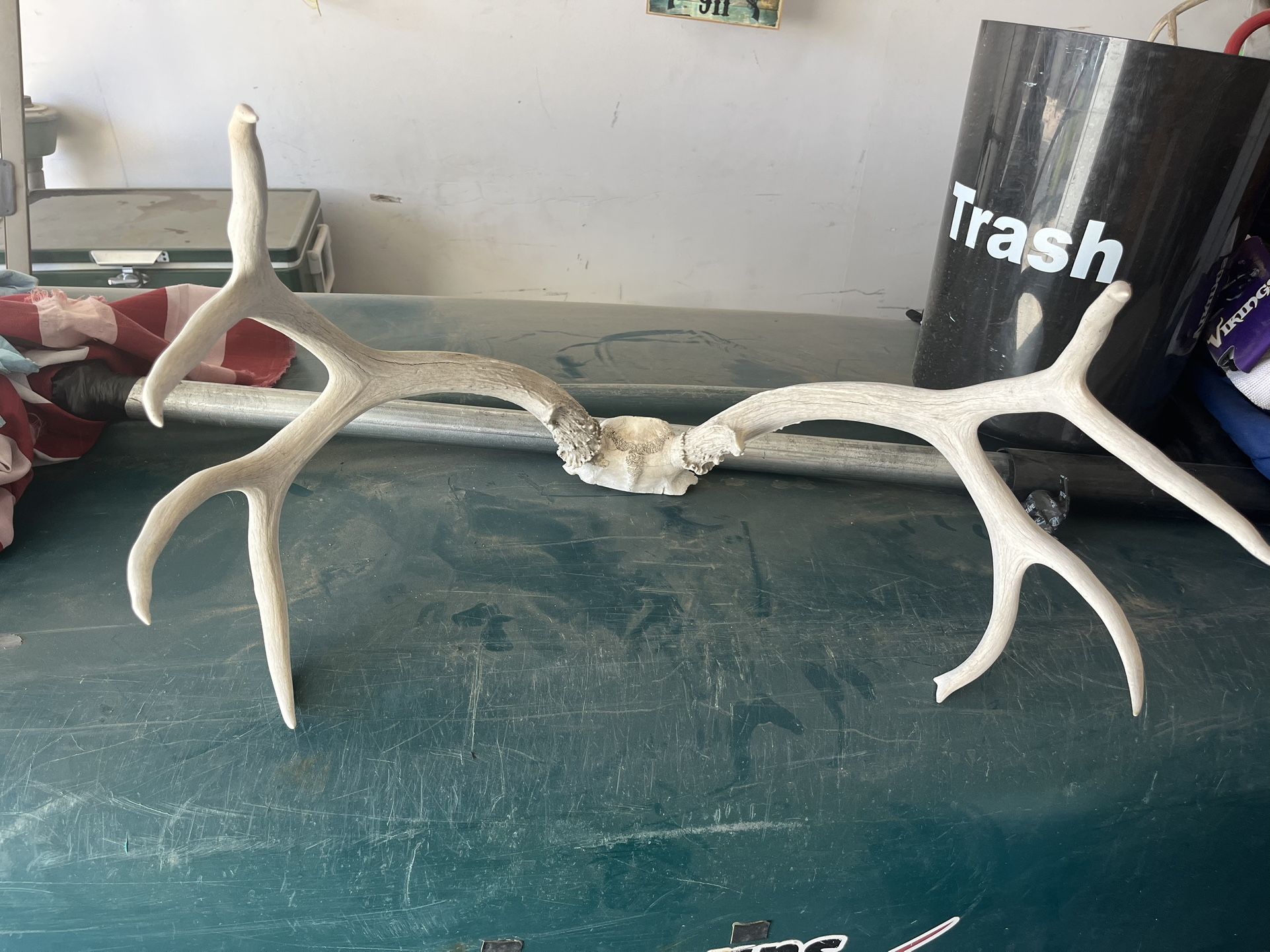 Dear antlers