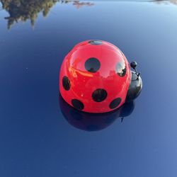 Ceramic Lady Bug
