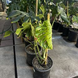 Monstera Plants 
