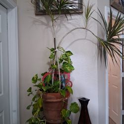 Planta.  Vive Adentro De Casa. 