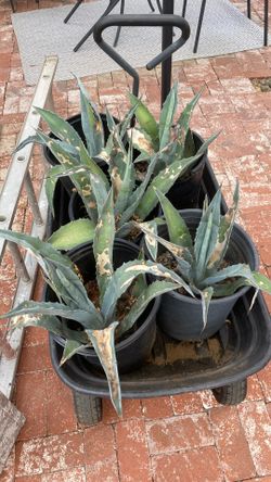 Only 4x left!!!!! Agaves/$15 Each/Pick Up In Lakeside