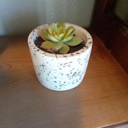 Potted Succulent