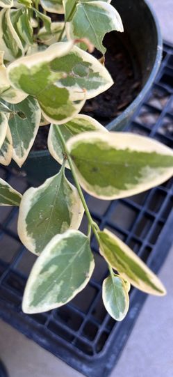 Love ❤️ plants