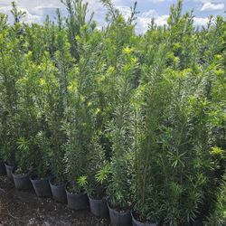 Podocarpus Over 4 Feet Tall Privacy Isolate Your Home From Noisy Neighbors 