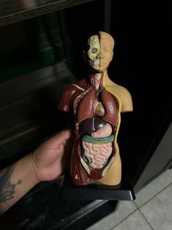 Anatomy figure