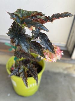 Begonia Fannie Mouse House Plant, In 3 Gallóns Pot Pick Up Only