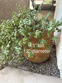 Potted plant