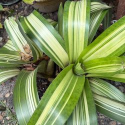 Plants Plants Plants