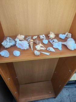 Sea  shells pile mixed