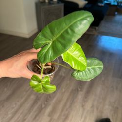 Philodendron Paraiso Verde 