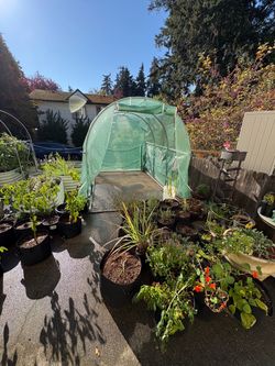 10x7.7 greenhouse