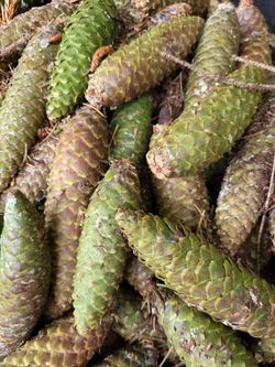 Hundreds of pinecones!