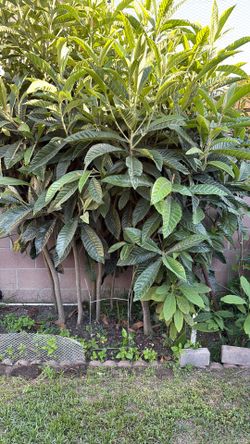 Arbol de misperos, plants de aguacate, hoja santa 30.00 cada uno