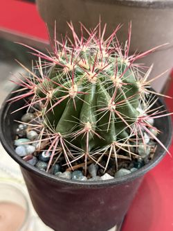 ❤️🌵Mexican Fire Barrel Cactus🌵❤️4” Pot