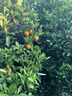 Fresh organic oranges