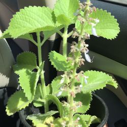 Cuban oregano, Oregano orejon, Mexican Mint Plant.