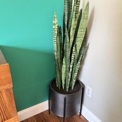 Faux snake plant