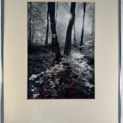 Black & White Forest Photo Art by D.R. Schwartz in 20x16 Chrome Frame