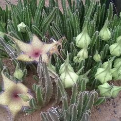 Stapelia Gigantea or Starfish Cactus Rooted  (Northridge)