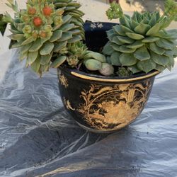 Succelent Flowers Pot