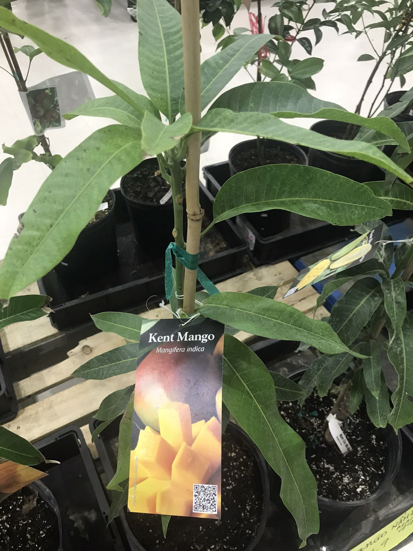 Mango Tree