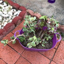 Succulents