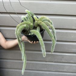 8” Big Monkey Tail cactus  W/ New Pups 