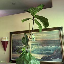 Fiddle Leaf