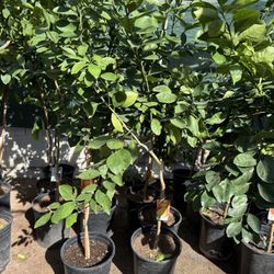 Navel Orange 🍊Trees 4F The Tall Are they blooming yet $55 Each Price Firm 