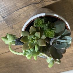 Cute Mini Pot With 5 Tiles Of Succulent Small $10