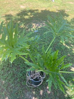 Philodendron Plant $40