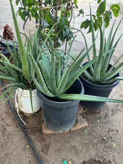 Part Six of the great wide array of plants for sale