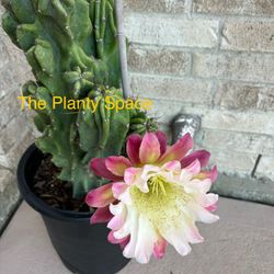 Monstrous Apple Cactus / 5 Gal Pot 