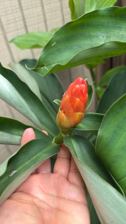 Spiral ginger orange