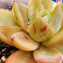 Succulents Plants Korean Imported Echeveria Red Champagne Pick Up In Upland Or Ship To You 