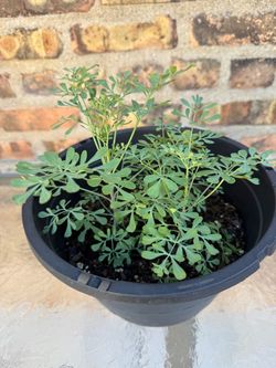 Houseplants Ruda plantas 🪴 medicinales 3 plantas en la misma maceta X $20 al sur de Chicago