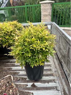 Lemon lime nandina