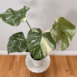 Beautiful Variegated Monstera Thai Constellation Plants -  Established & Healthy