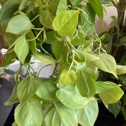 Philodendron Lemon Lime