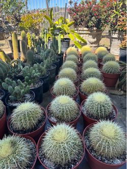 Golden barrel cactus