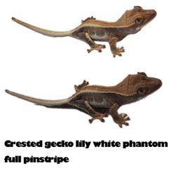 Lilly white crested gecko information