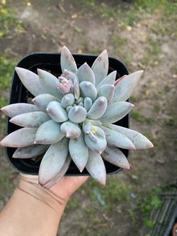 Succulent 5” Pot 