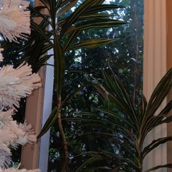 Dracaenas Plant, About 5"8 Needs LOVE ASAP!