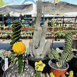 Euphorbia Abdelkuri Imported Big Cluster