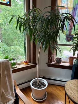 Plant sale!!— $30/each