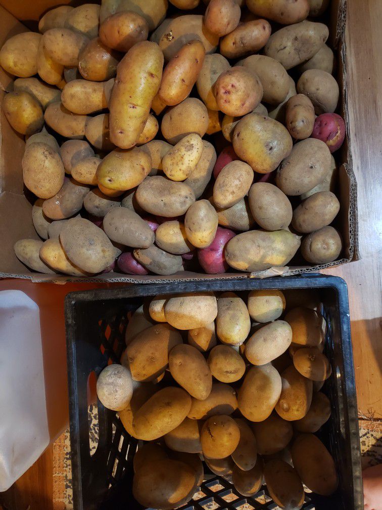 Home Grown Potatoes 
